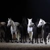 В Венеции прошла фотовыставка Александра Забегина «Магия лошади»
