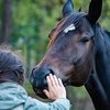 У лошадей отличная память на лица, убедились ученые 