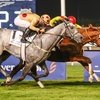 Конь без жокея выиграл скачку в Дубае 