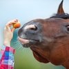 Лошади способны проявлять самообладание
