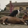 Сегодня в прокат вышел новый испанский фильм о взаимоотношениях человека и лошади