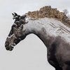 Выставка «Все за коня!» Алексея Глухарева откроется 13 октября