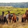 В Австралии принято решение отстреливать лошадей.