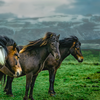 Российскую вакцину против мыта лошадей начнут выпускать в Монголии