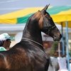 Лошадь ахалтекинской породы впервые успешно выведена В Китае
