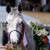 Лучшие лошади орловской породы на Центральном Московском ипподроме