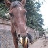 Британские благотворительные ассоциации борются с африканской чумой лошадей