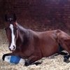 Лошадь одного из лучших конкуристов мира восстанавливается после травмы