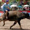 Скачки на буйволах пройдут в Тайланде