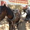 Английские благотворительные организации помогают голодающим лошадям