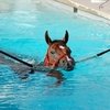 История про лошадь, которая слишком любила плавать