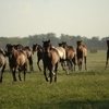 Краснодарский край: повышенное внимание к племенным лошадям и их испытанию