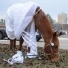 Лошадь стала участницей протеста против однополых браков