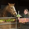 Лошадь из Великобритании отпраздновала свой 49-й день рождения