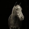 Пожилые лошади стали героями фотопроекта
