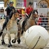 Германия приглашает на очередное конное шоу