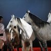 Магия лошадей на конном шоу во Франции