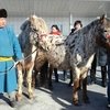 Президент Монголии подарил президенту Китая лошадей