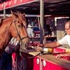 Запрет на управление лошадью в нетрезвом виде отменят?