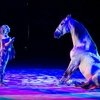 Лошади и другие животные покинут цирк?