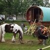 Выставка "цыганских" лошадей пройдёт в Великобритании