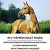 Международный спортивный Митинг любителей и заводчиков ахалтекинской породы лошадей пройдет в августе
