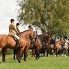 Одно из старейших конных шоу стартовало в Великобритании