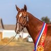 Лучших лошадей буденновской и донской породы выбрали на выставке "Золотая лошадь"