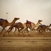 Сезон верблюжьих скачек открыли в ОАЭ