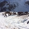 Спасение лошадей в Пиренеях
