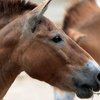 Заповедник «Оренбургский»: лошади Пржевальского из Франции выпущены на участок «Предуральская степь»