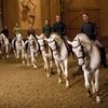 Версальская академия конного искусства набирает новых студентов
