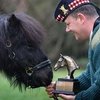 Британское конное общество присудило награду «Лошадь года» шетлендскому пони