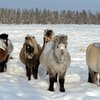Ижевск: конференция по аборигенным породам лошадей пройдет в феврале
