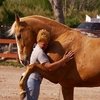 Появление новой специализации в конном секторе: специалист по благополучию лошадей!