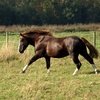 «Торийское коневодство» будет преобразовано в Центр компетенции коневодства