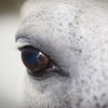 Новости науки: лошади видят мир практически как мы