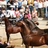 Scottsdale Arabian Horse Show 