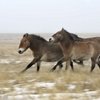 О лошадях Пржевальского из Оренбуржья расскажут на фестивале в Москве