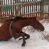 В Приморье пожарные спасли лошадь, упавшую в септик