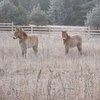 На Смоленщине может появиться первый жеребенок лошади Пржевальского