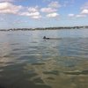 В Австралии скакун уплыл в открытое море