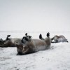 Фотография лошадей Пржевальского из Оренбуржья стала «Лучшим фото дня» по версии газеты «THE GUARDIAN»