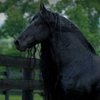 Интернет-пользователи нашли «самую красивую в мире» лошадь