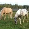 Глава Башкирии предложил Киргизии вывести новую породу лошадей