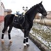 Каталог предлагаемых к продаже лошадей на Ярмарке в Подмосковье