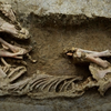 На Тамани археологи обнаружили древние захоронения лошадей