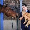 Кота приняли в ряды конной полиции Австралии
