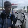 Городские Ковбои – история о том, как лошади помогают человеку в трудную минуту. 