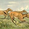 В музейном комплексе «Куликово поле» пройдет выставка «Лошадь. Equus. Hippos».